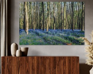 Forest "bluebells" by Michael Schwan