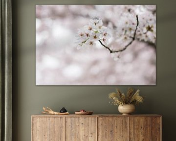 Japanese Blossom Tree Park Amsterdam