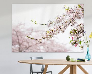 Japanese blossom tree park Amsterdam by Mascha Boot
