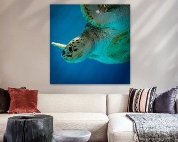 Zeeschildpad van Mark De Rooij