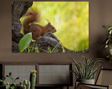 Red squirrel with blurry background