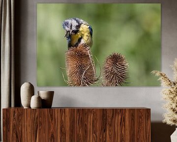 pimpelmeesje op distel met jeuk aan de kop sur Carla Odink