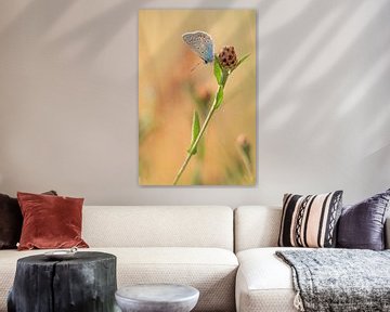 Icariusblauwtje Vlinder van Lisa Antoinette Photography