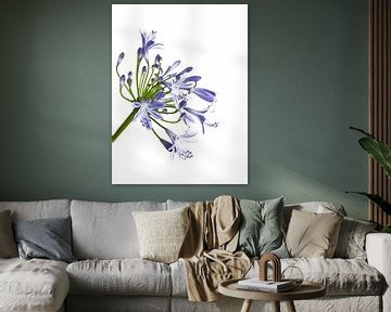 Afrikaanse lelie -Agapanthus van Monarch C.