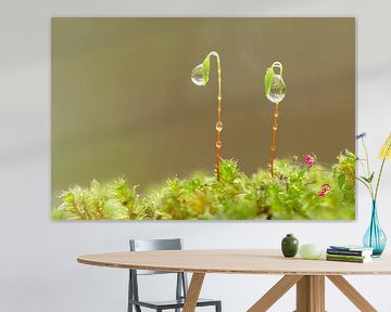 Composition (Two Mosses with Drops)