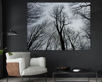 trees in black and white von Albert Iepsma