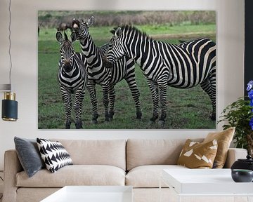 Zebra's in Rwanda