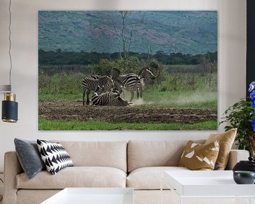 Zebra's in Akagera National Park, Rwanda by paul snijders