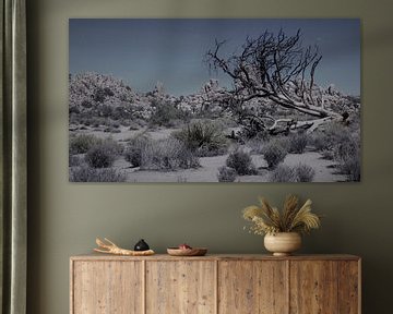 Joshua Tree National Park by Marek Bednarek