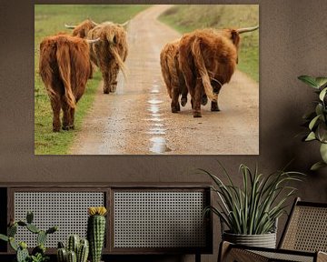 Schotse Hooglanders aan de wandel van rene marcel originals