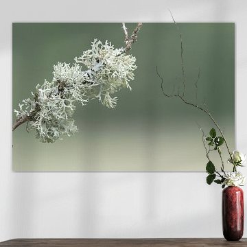 Islande mousse - Cetraria islandica