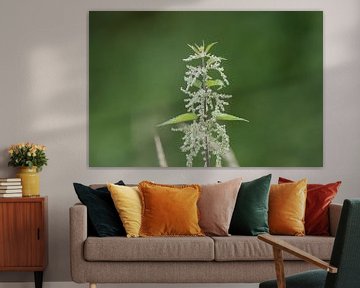 Nettle - Urtica urens by whmpictures .com