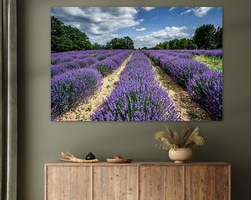 Lavendel Valensole Frankrijk van Mario Brussé Fotografie