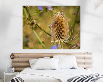 Teasel