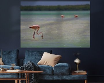 Flamingos sur Jeroen Meeuwsen