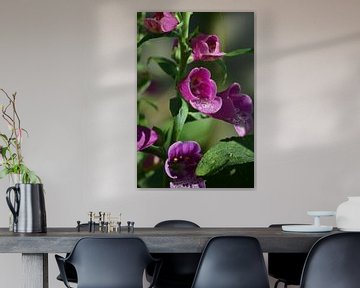 Digitalis Purpurea sur Inge van Dam