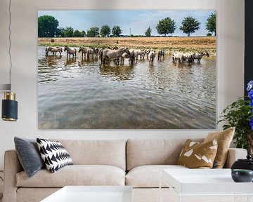 Konik Paarden in het water by Brian Morgan