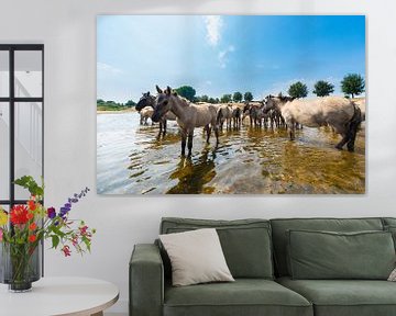 Konikpaarden staan in de rivier