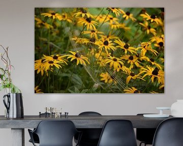 Rudbeckia avec une araignée dans le web. sur Inge van Dam