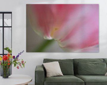 Tulpe rosa von Barbara Brolsma