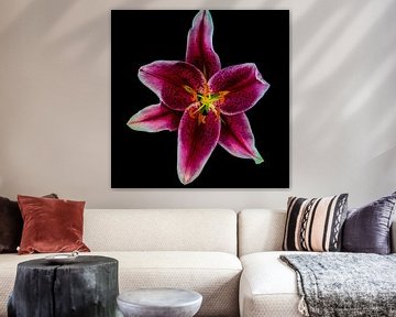 Purple Lily - Lilium by Robbert Ladan