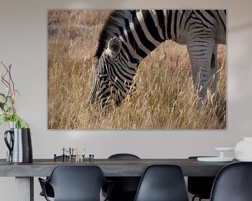 Zebra geniet van zijn maal