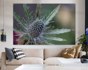 Fleur de chardon bleu – Eryngium planum