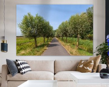 Trees at Biesbosch