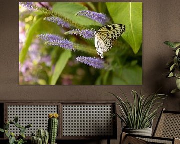 Tropische vlinder op bloem van Marijke van Eijkeren