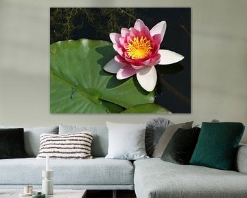 Waterlelie met blad by Dirk Karten