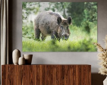 Wildzwijn