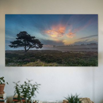Tree on the Hamert at the N.P. The Maasduinen.(The Netherlands)