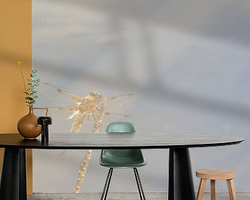 Libel langs het water op tak van Klaas Dozeman