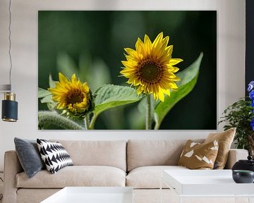 Bloeiende zonnebloemen van Michael Nägele