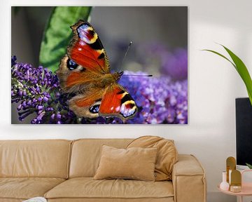 Dagpauwoog vlinder by Patrick van Lent