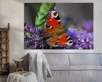 Dagpauwoog vlinder von Patrick van Lent