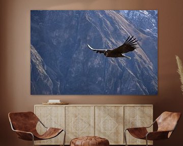 Condor in the Andes. by Zarina Buckert