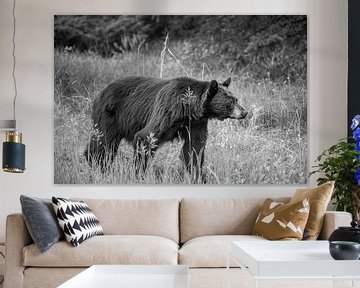 De zwarte beer van Noord-Amerika van Emile Kaihatu