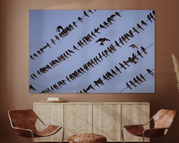 Swallow gathering