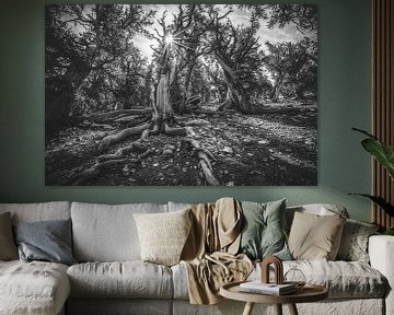 Les plus vieux arbres du monde sur Loris Photography
