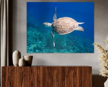 Zeeschildpad van Michael Rust