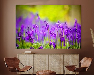 bluebells (Hallerbos, Belgium) by Dennis Wardenburg