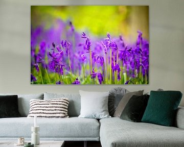 Wilde hyacinten (Hallerbos, België) van Dennis Wardenburg