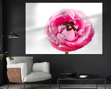 Gros plan sur un coquelicot rose sur Ineke Huizing
