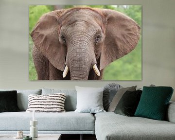 Portret van een olifant van RT Photography
