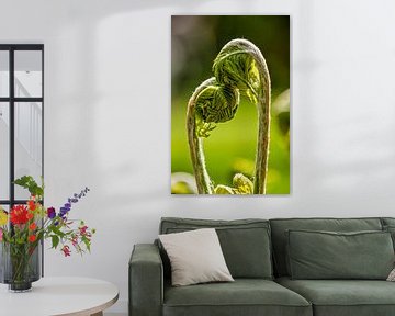 Young ferns in love