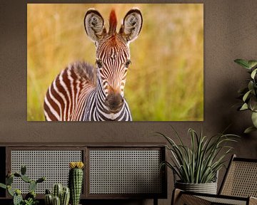 Young zebra, Zambia by W. Woyke