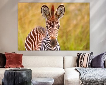 Young zebra, Zambia van W. Woyke