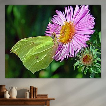 Le papillon citron sur l'étoile d'automne