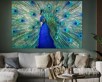 The peacock factor by Marianne Jonkman